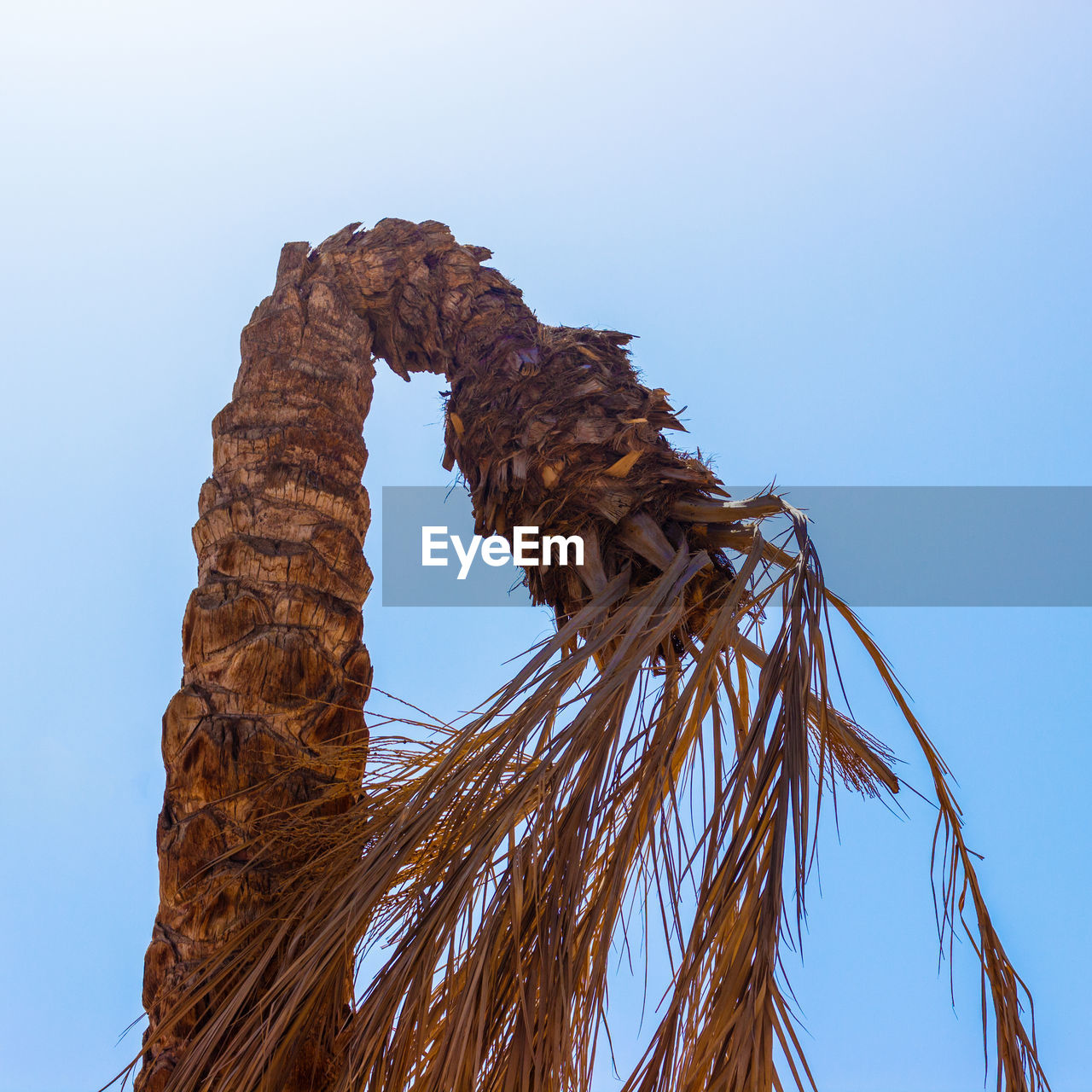 Bent palm tree. dead palm, dry dead palm leaves with blue vibrant sky