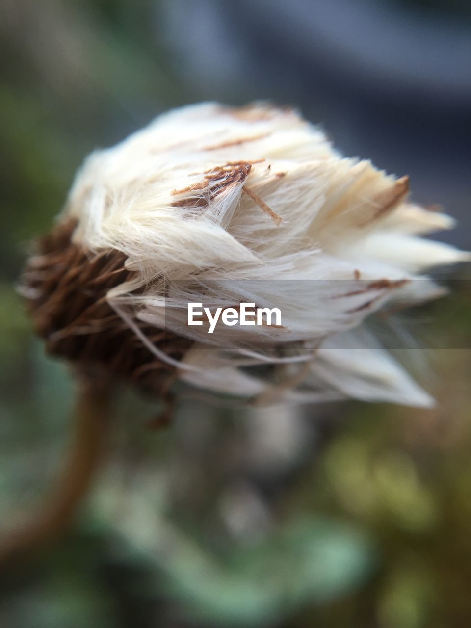 Close-up of a flower against blurred background