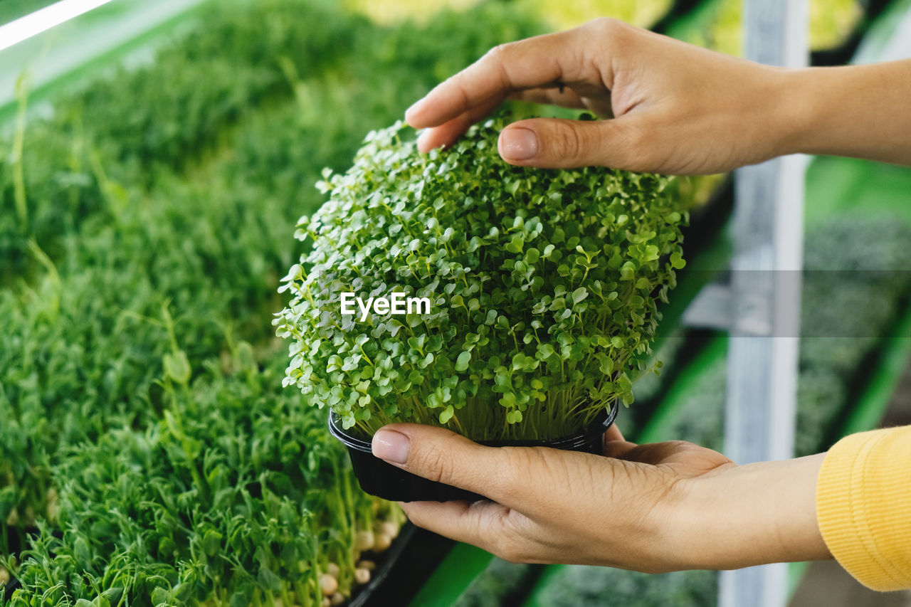 Woman holding box with microgreen, small business indoor vertical farm. close-up