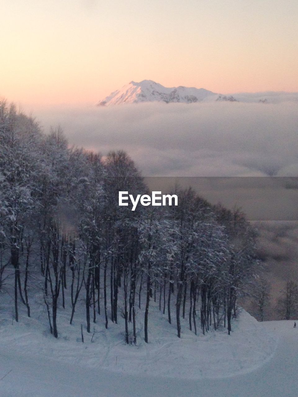 Trees on snow covered landscape against sky during sunset