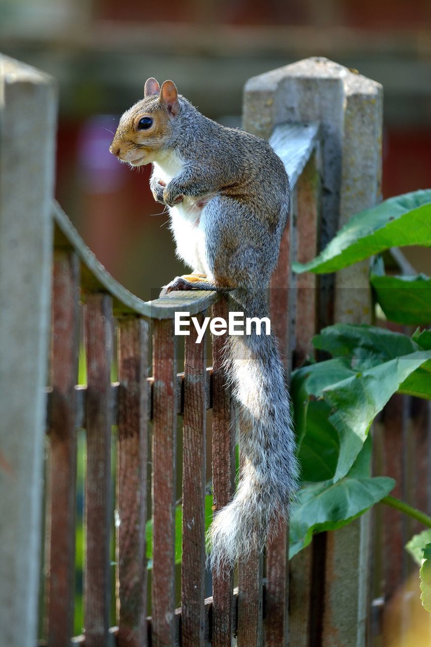 Squirrel sitting on fence