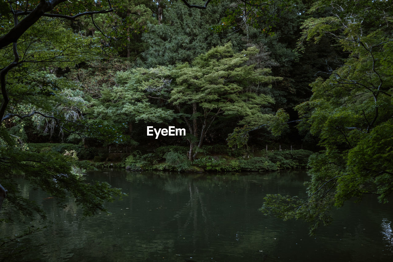 REFLECTION OF TREES IN LAKE