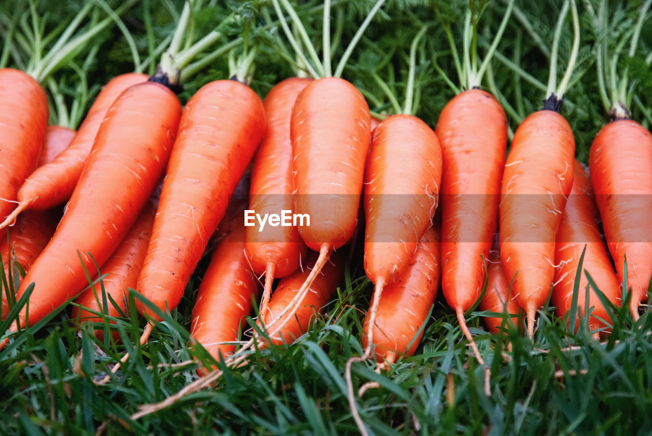 Fresh carrots on green grass, harvested root vegetables in organic garden