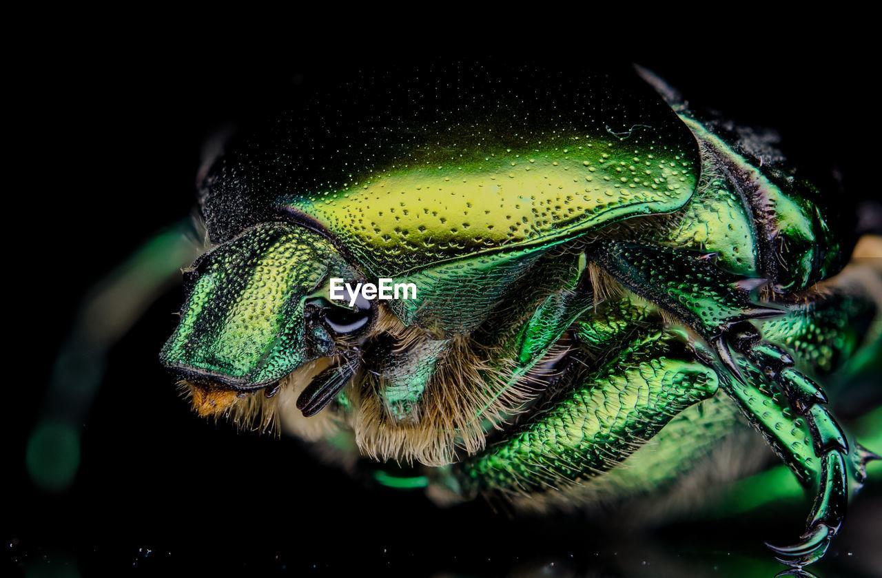 Close-up of green beetle on black background.