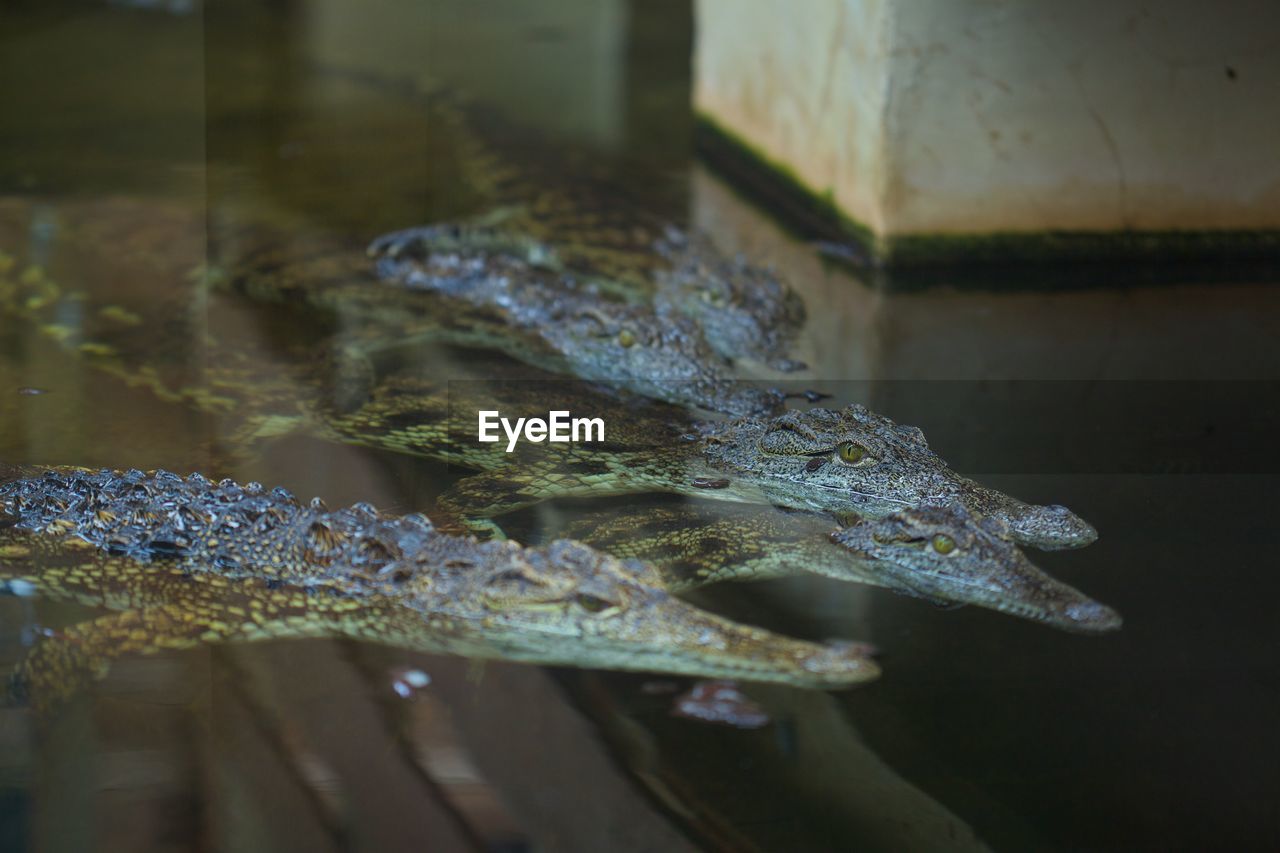 CLOSE-UP OF FISH IN WATER