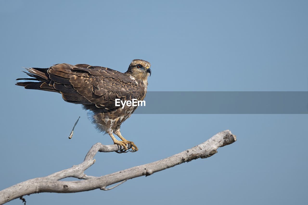 bird, animal themes, animal, animal wildlife, wildlife, perching, one animal, beak, bird of prey, branch, nature, clear sky, tree, no people, full length, hawk, sky, wing, copy space, outdoors, blue, sunny, day, plant, buzzard, sparrow