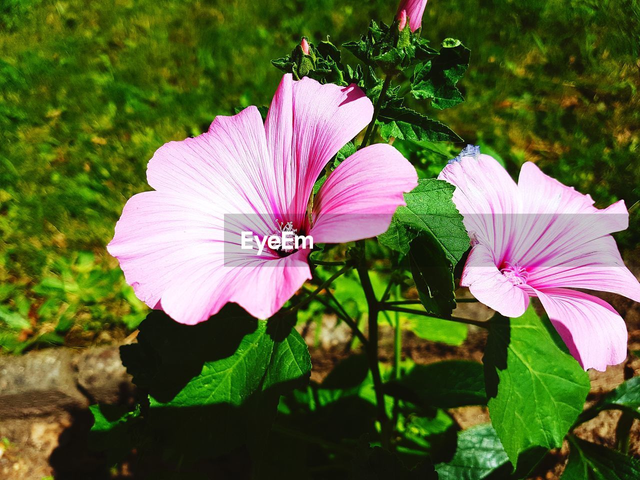 CLOSE-UP OF HIBISCUS BLOOMING OUTDOORS