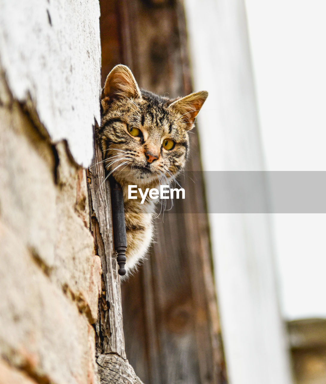 CLOSE-UP OF A CAT LOOKING AWAY AGAINST WALL