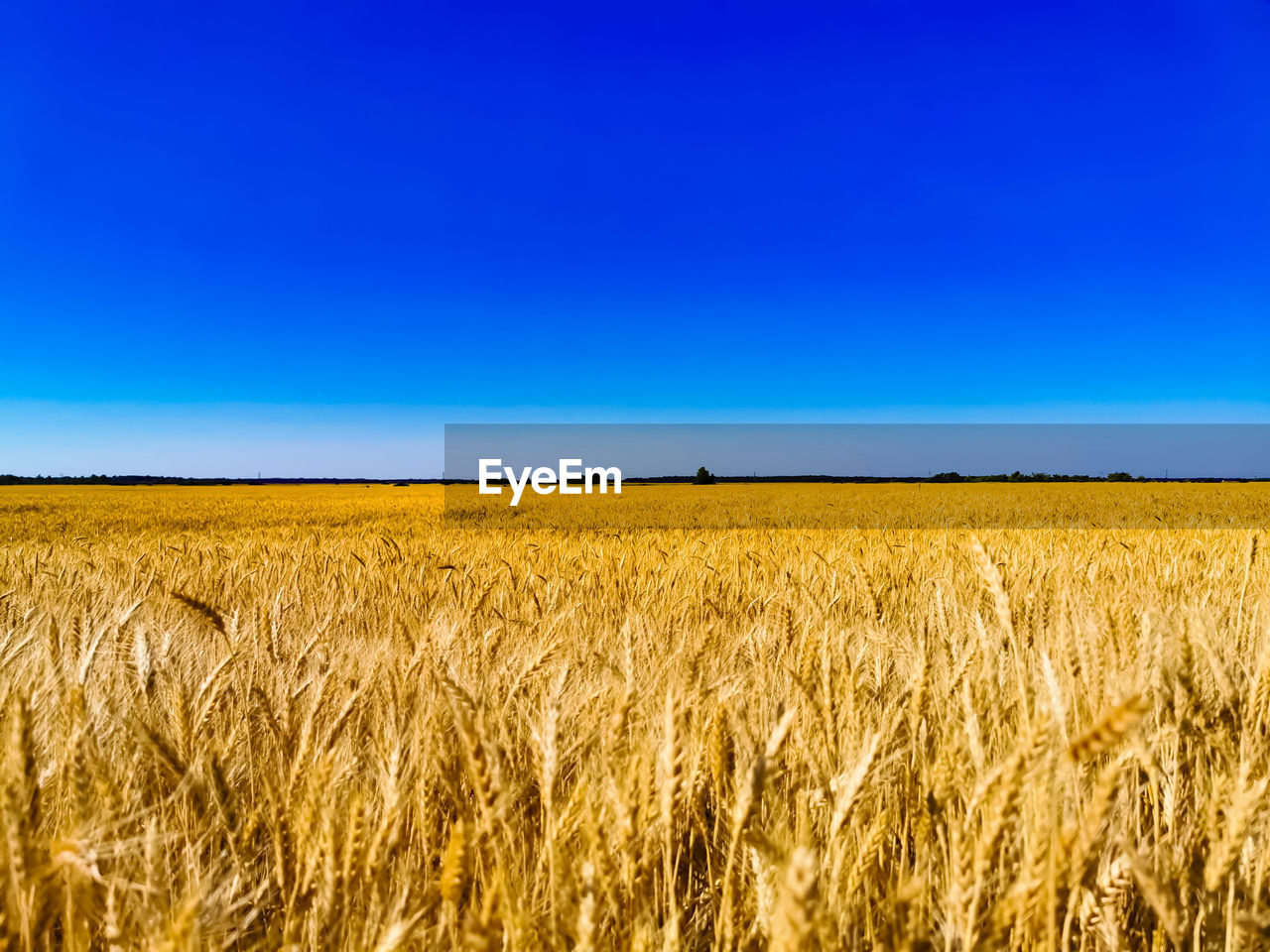 landscape, food, agriculture, crop, field, sky, cereal plant, land, rural scene, environment, plant, growth, nature, farm, food grain, horizon, blue, barley, wheat, beauty in nature, scenics - nature, horizon over land, gold, summer, no people, tranquil scene, grassland, prairie, tranquility, urban skyline, copy space, plain, day, ripe, produce, outdoors, clear sky, idyllic, harvesting, sunlight, abundance, cloud, yellow