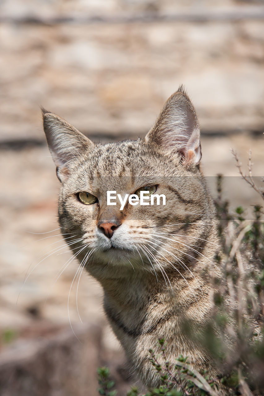 Portrait of a cute tabby outdoor mix breed cat