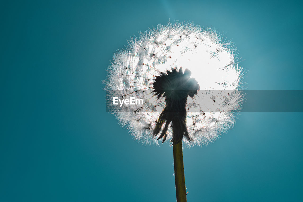 LOW ANGLE VIEW OF DANDELION ON BLUE SKY