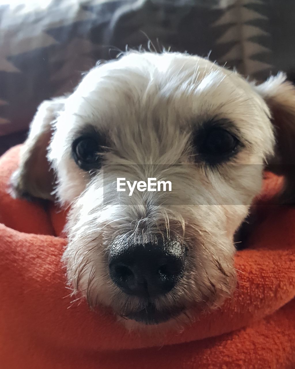 CLOSE-UP PORTRAIT OF DOG RELAXING ON BED