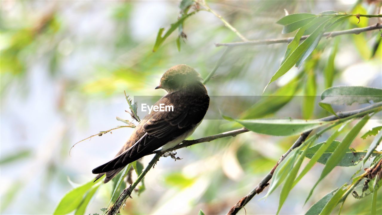 Close-up of bird perching on plant