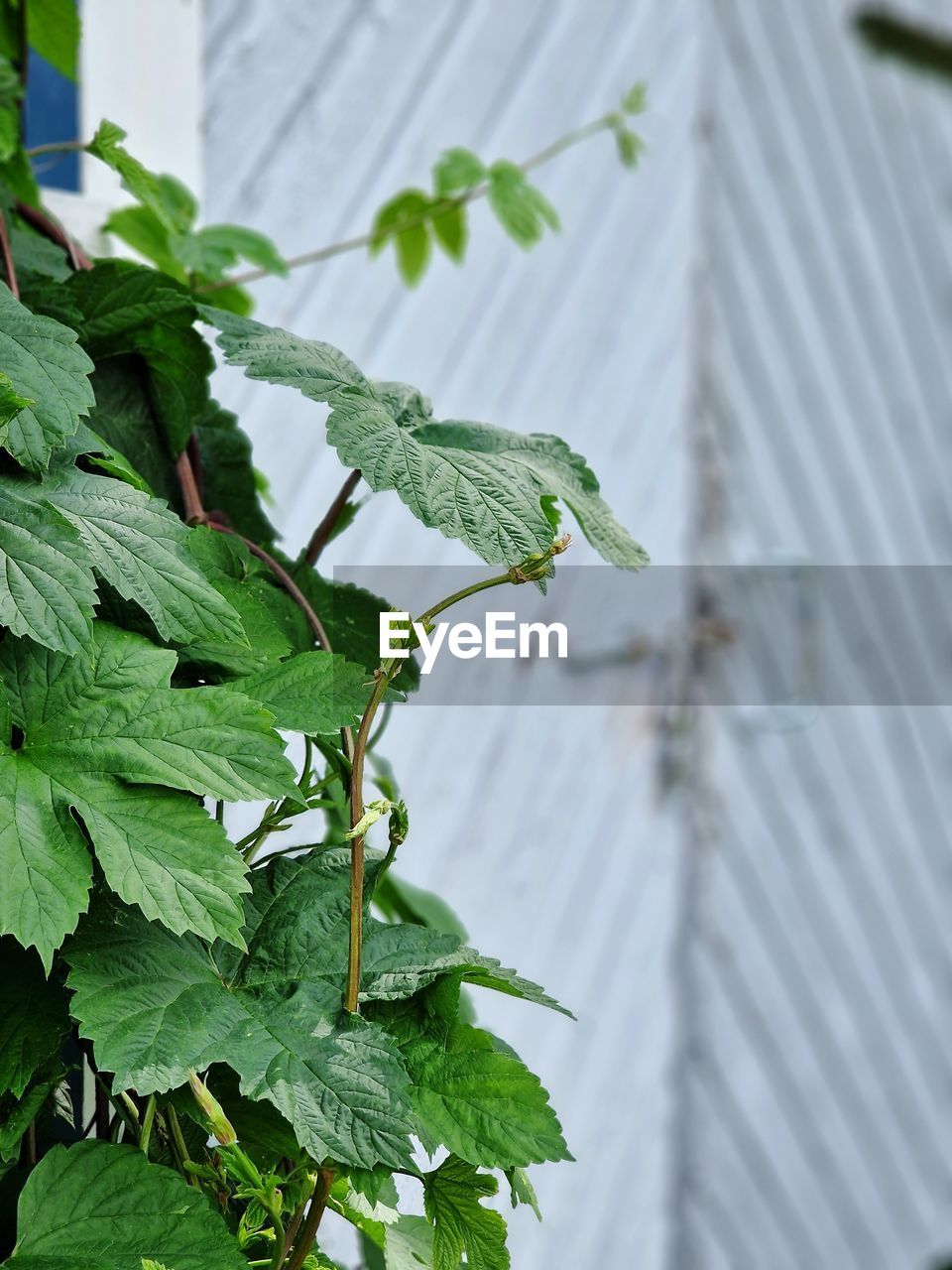 leaf, plant part, plant, green, growth, nature, flower, day, food and drink, no people, food, close-up, focus on foreground, outdoors, freshness, agriculture, greenhouse, produce, beauty in nature, herb, healthy eating, botany