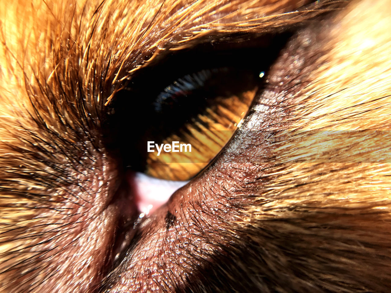 Full frame shot of dog eye