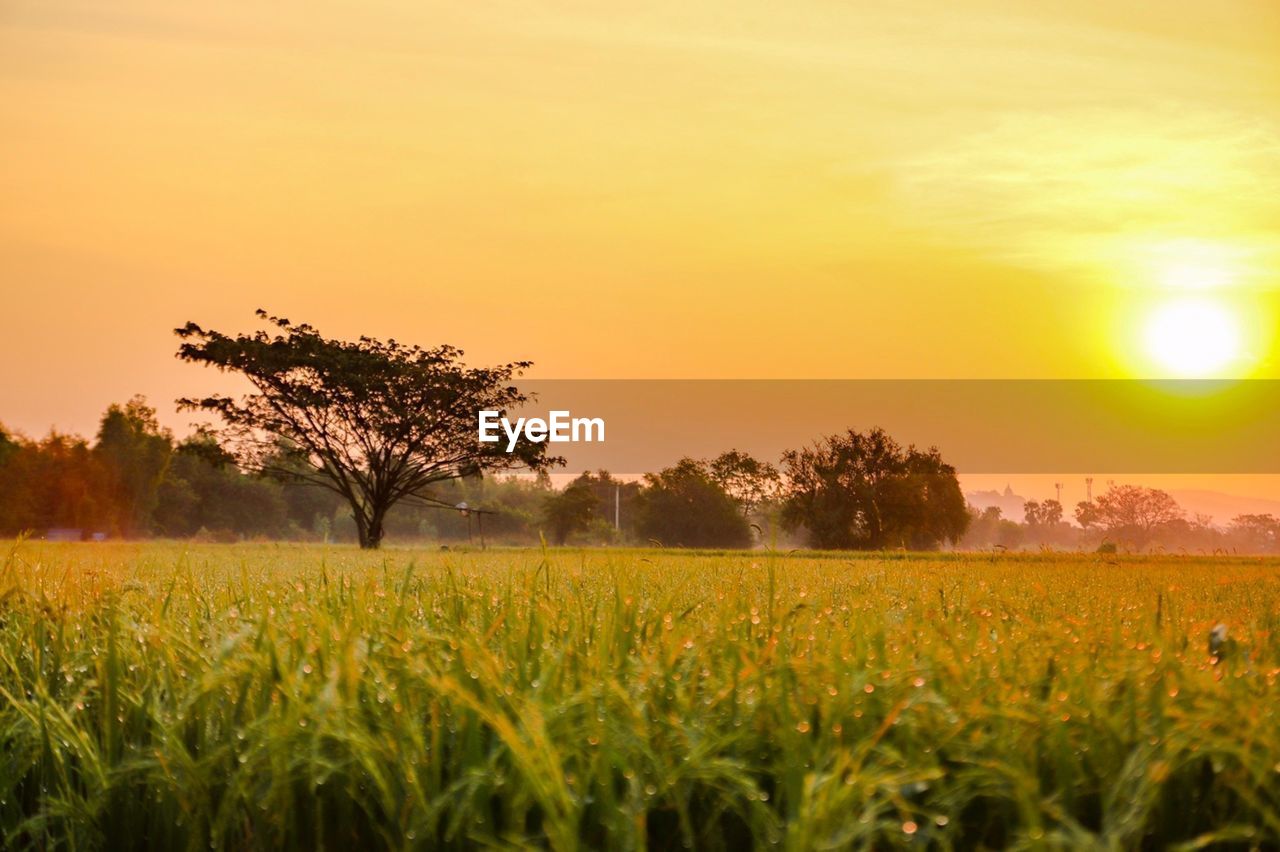 Scenic view of field against sky during sunset