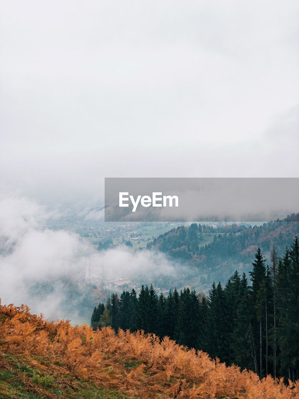 View of the forest in the alps covered with fog