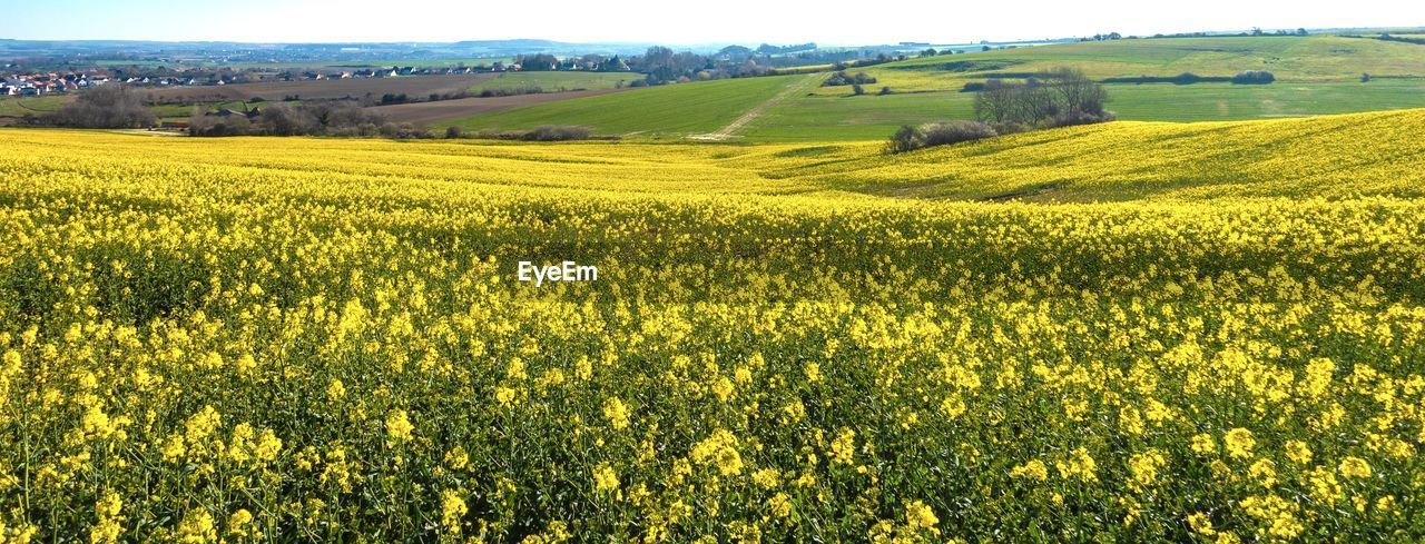 Scenic view of oilseed rape field