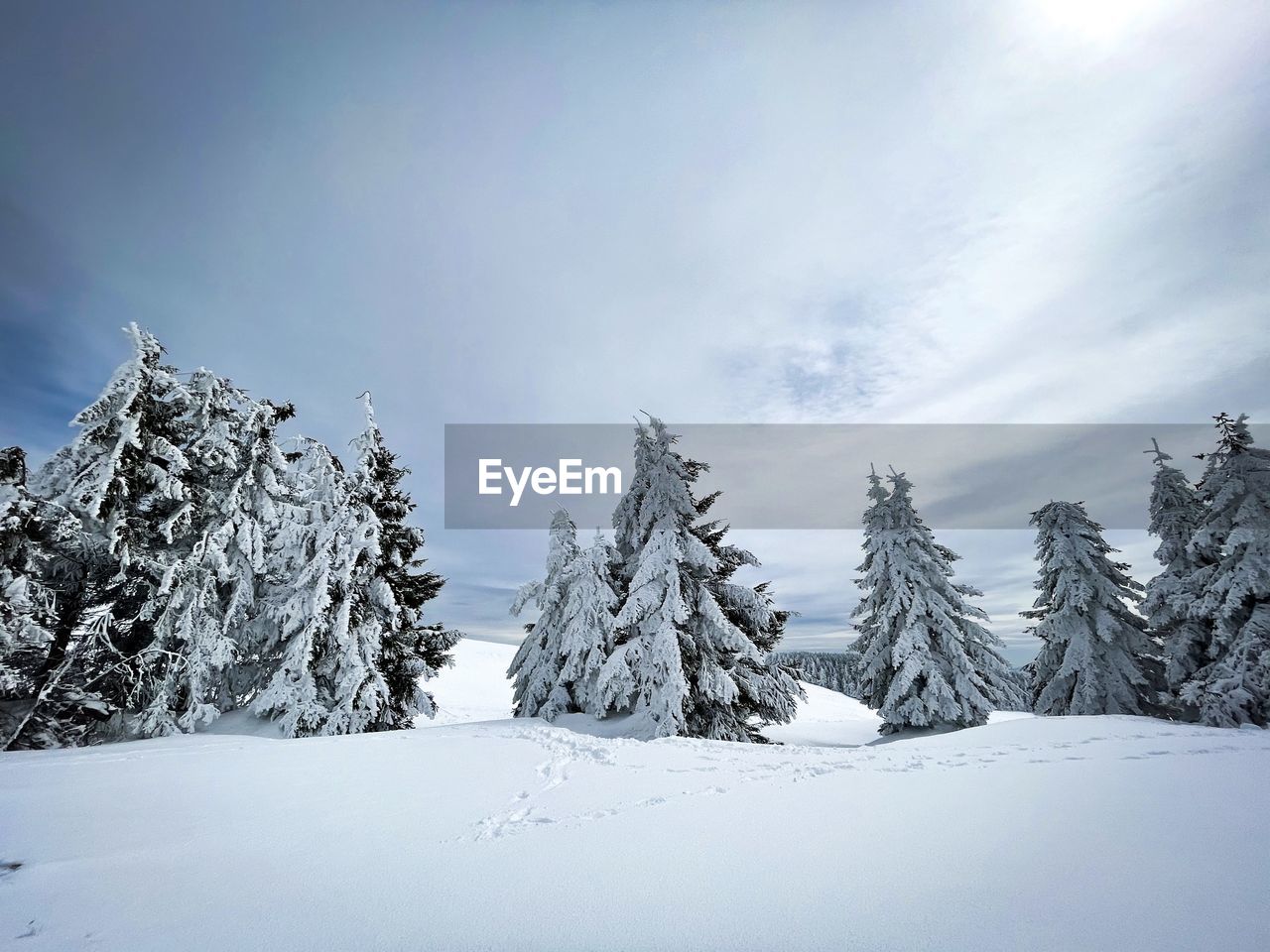 Forest of coniferous trees covered in snow