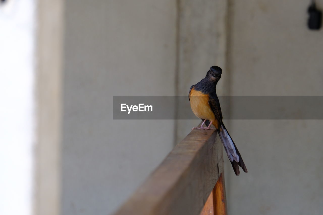 Close-up of bird perching on wall