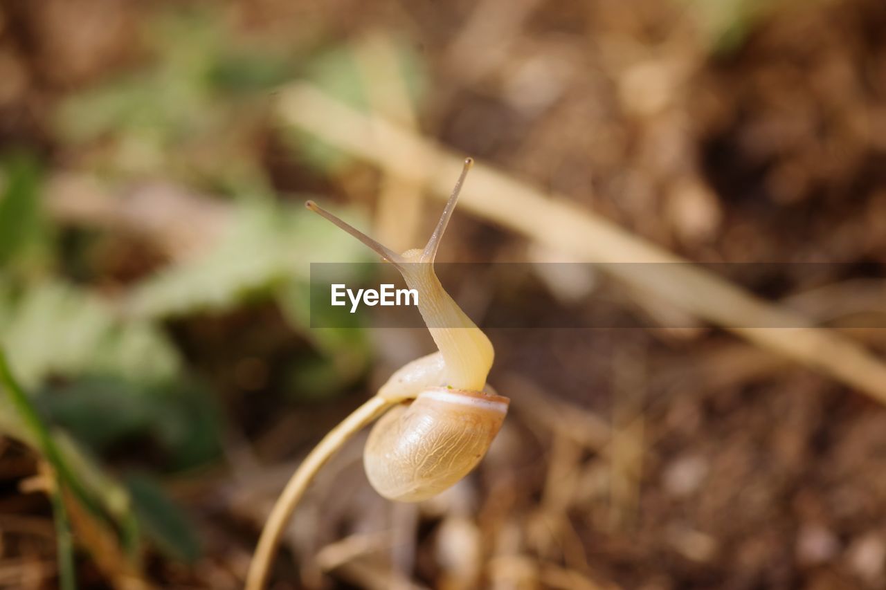 CLOSE-UP OF SNAIL ON PLANT OUTDOORS