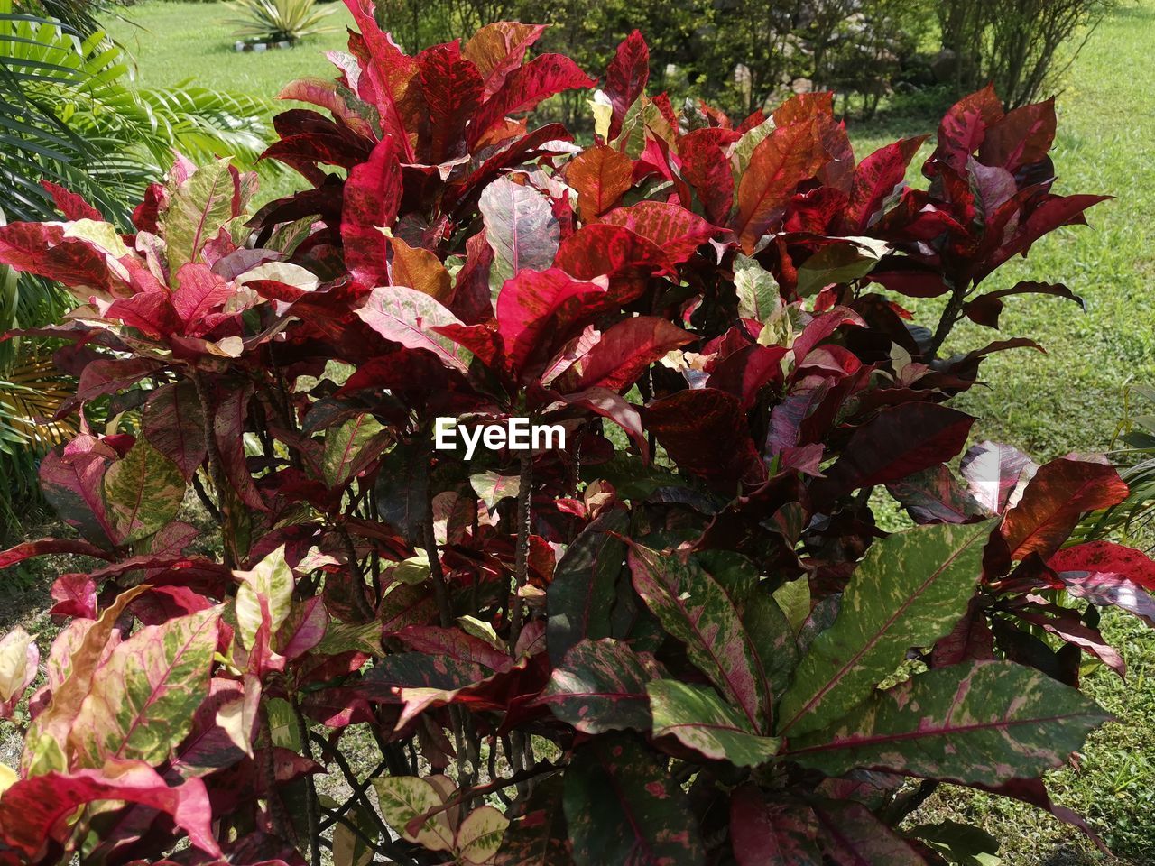 CLOSE-UP OF RED FLOWERING PLANT LEAVES