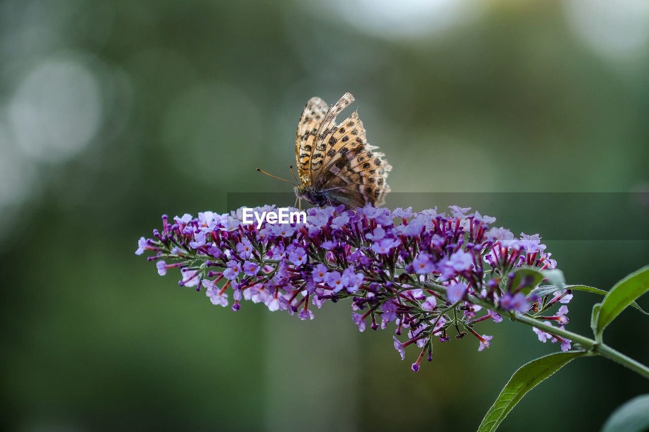 Close-up of butterfly pollinating on purple flower