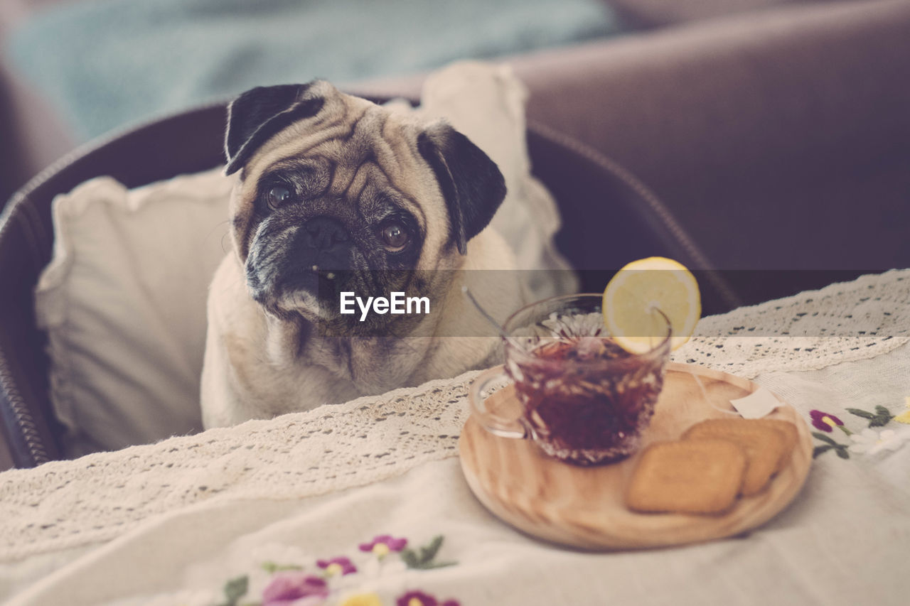 Portrait of pug with breakfast at table