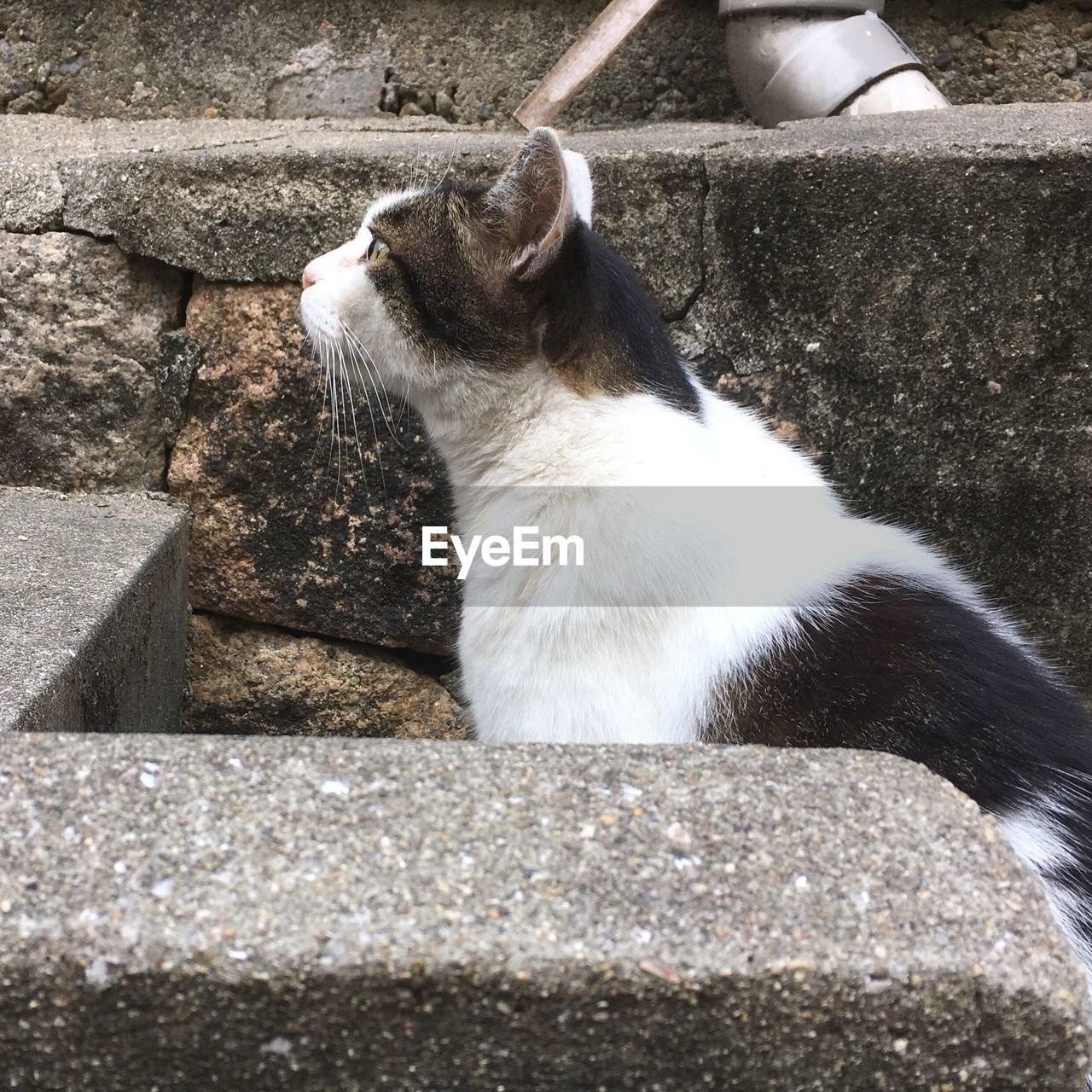 CLOSE-UP OF CAT LOOKING UP ON CONCRETE WALL