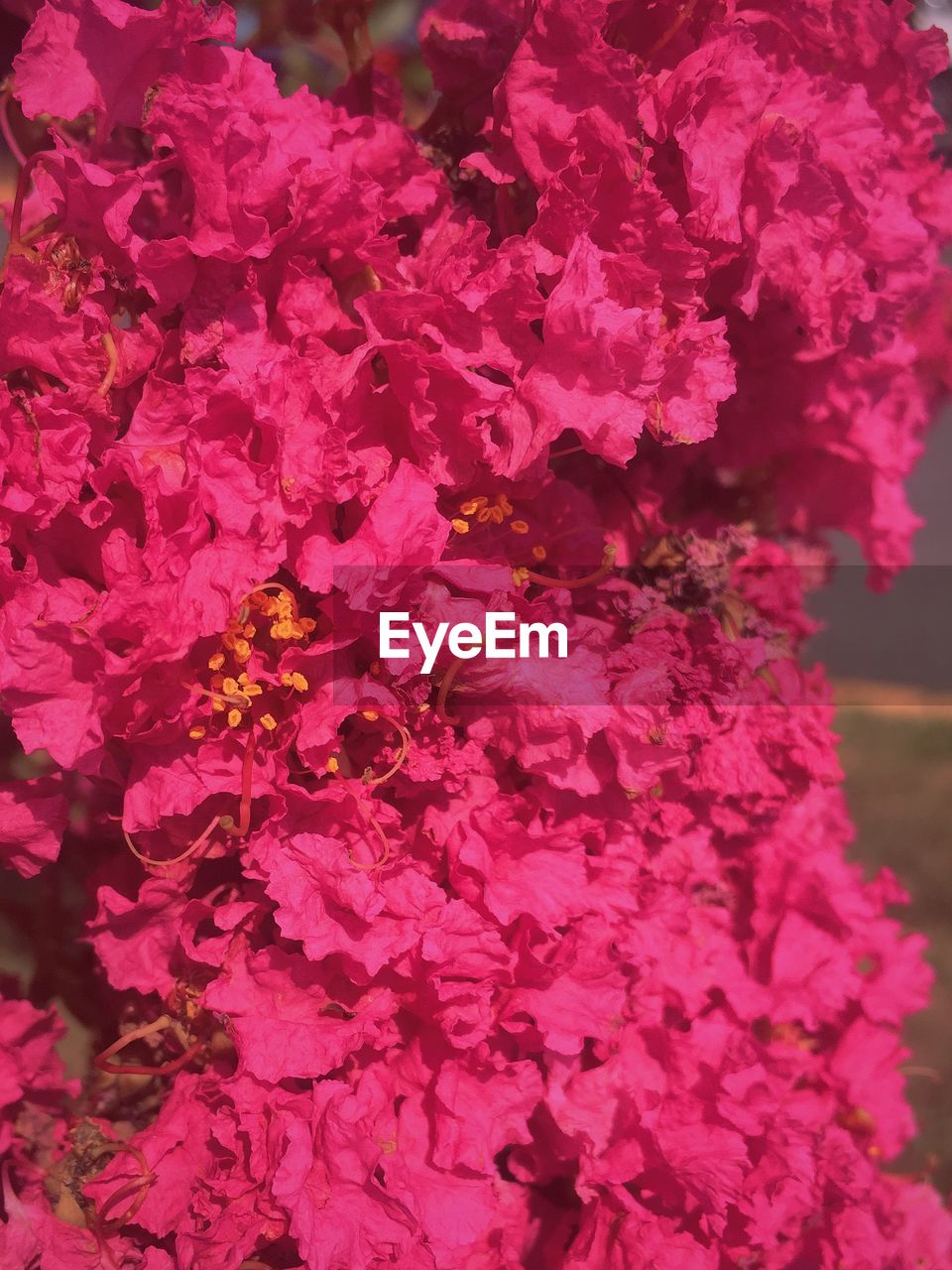 Bunch of pink flowers blooming outdoors