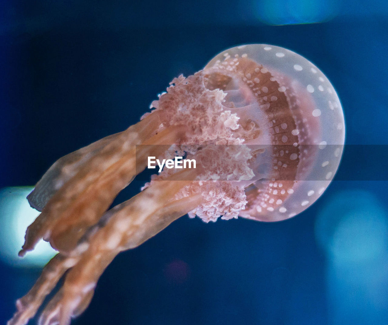 Close-up of jellyfish swimming in sea