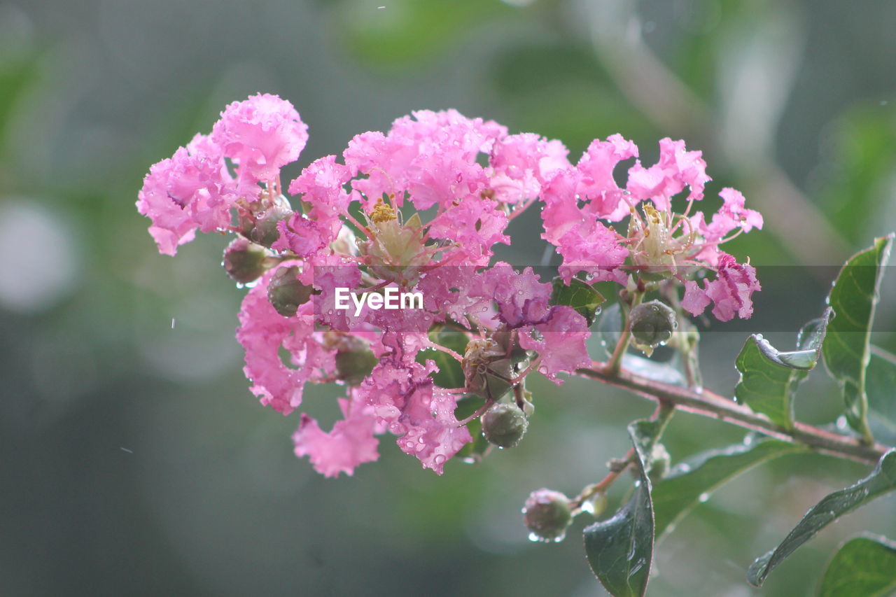 CLOSE-UP OF PINK FLOWERS ON PLANT