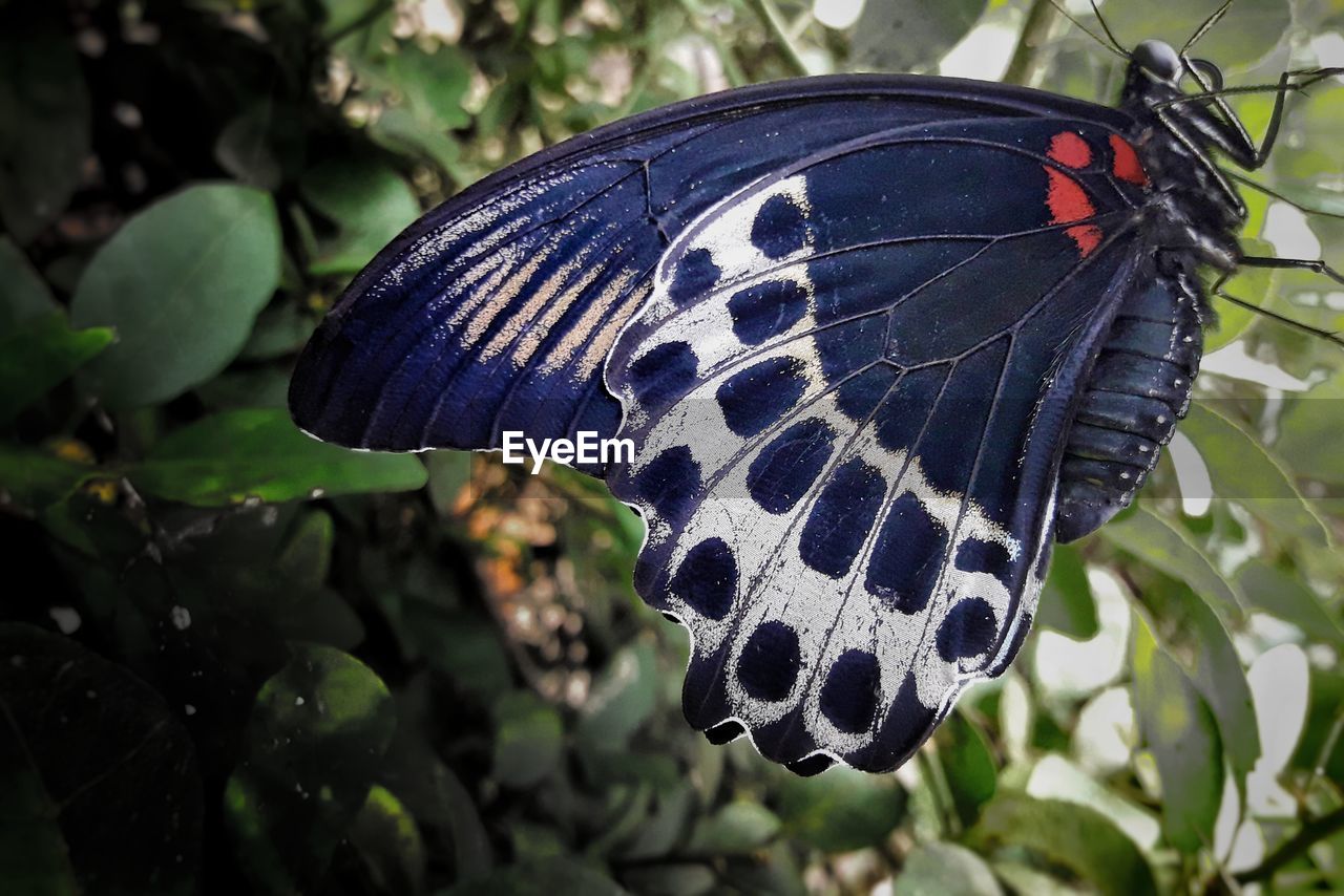 CLOSE-UP OF BUTTERFLY ON PLANTS