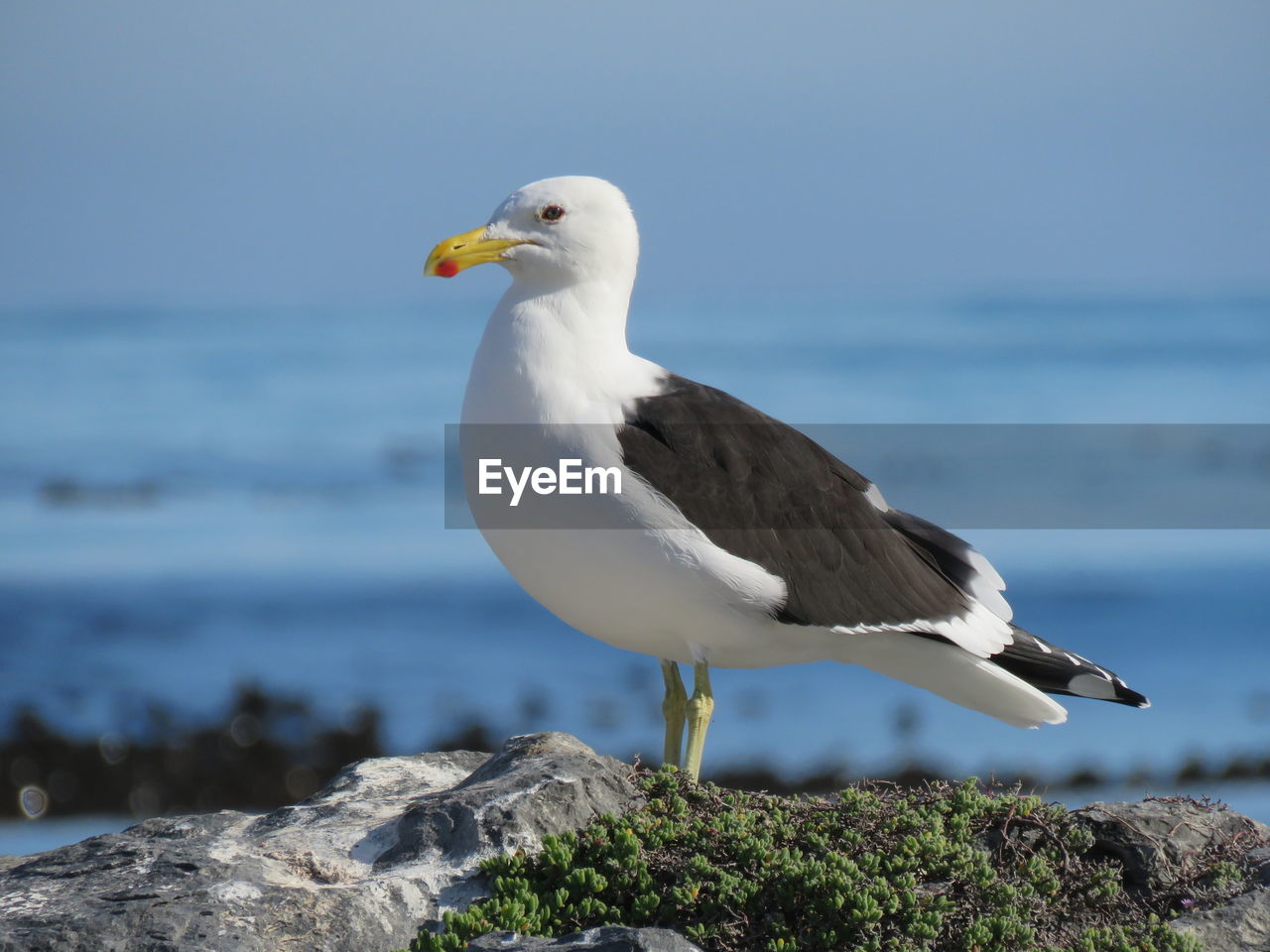 SEAGULL ON ROCK