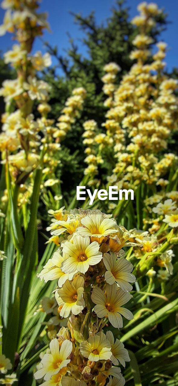 plant, flower, flowering plant, beauty in nature, growth, freshness, nature, yellow, close-up, focus on foreground, flower head, fragility, no people, petal, inflorescence, day, wildflower, sunlight, green, outdoors, land, blossom, sky, botany, springtime, field, agriculture, plant part, leaf, food