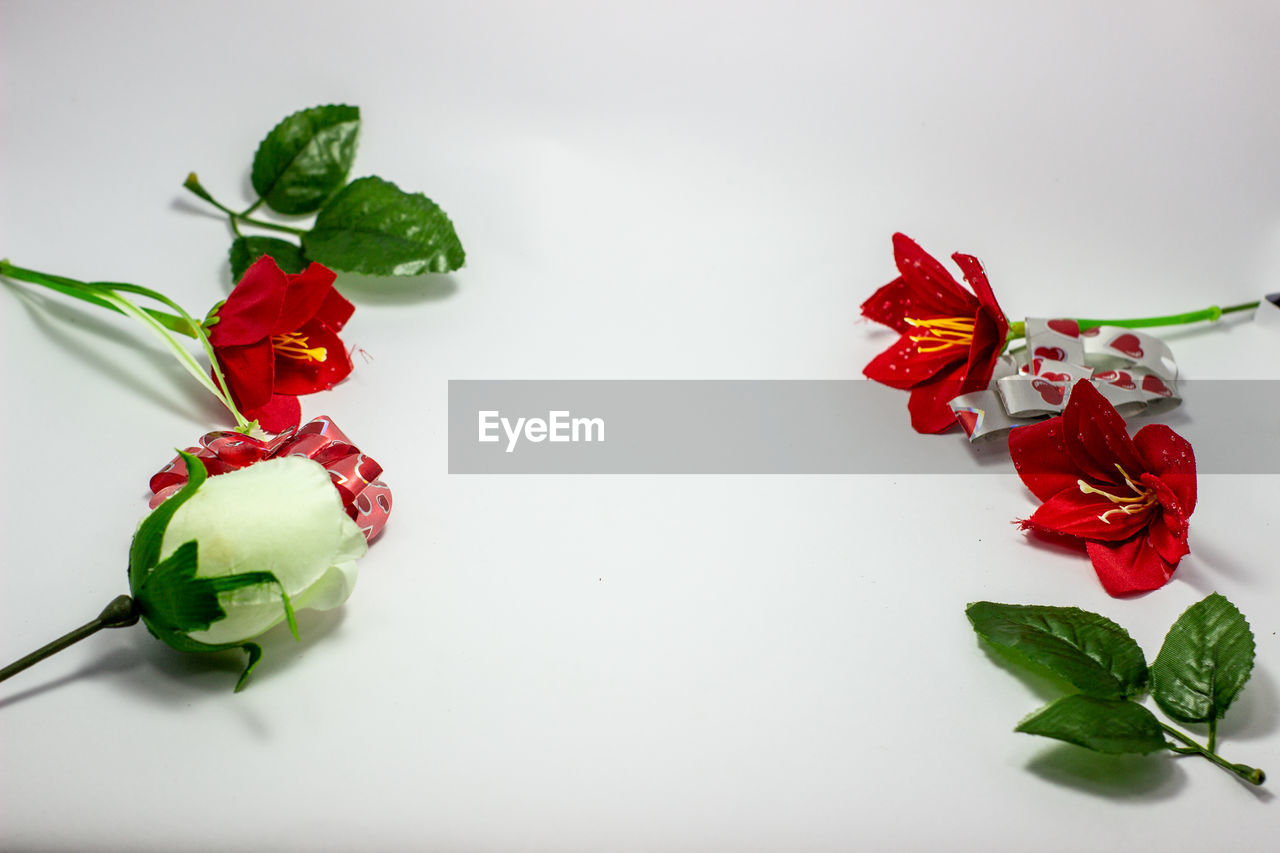 CLOSE-UP OF RED ROSES