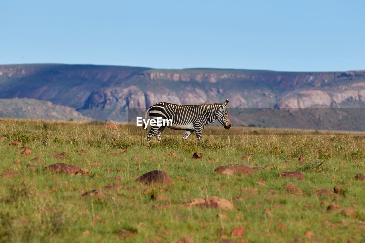 A mountain zebra walking on top of the hills