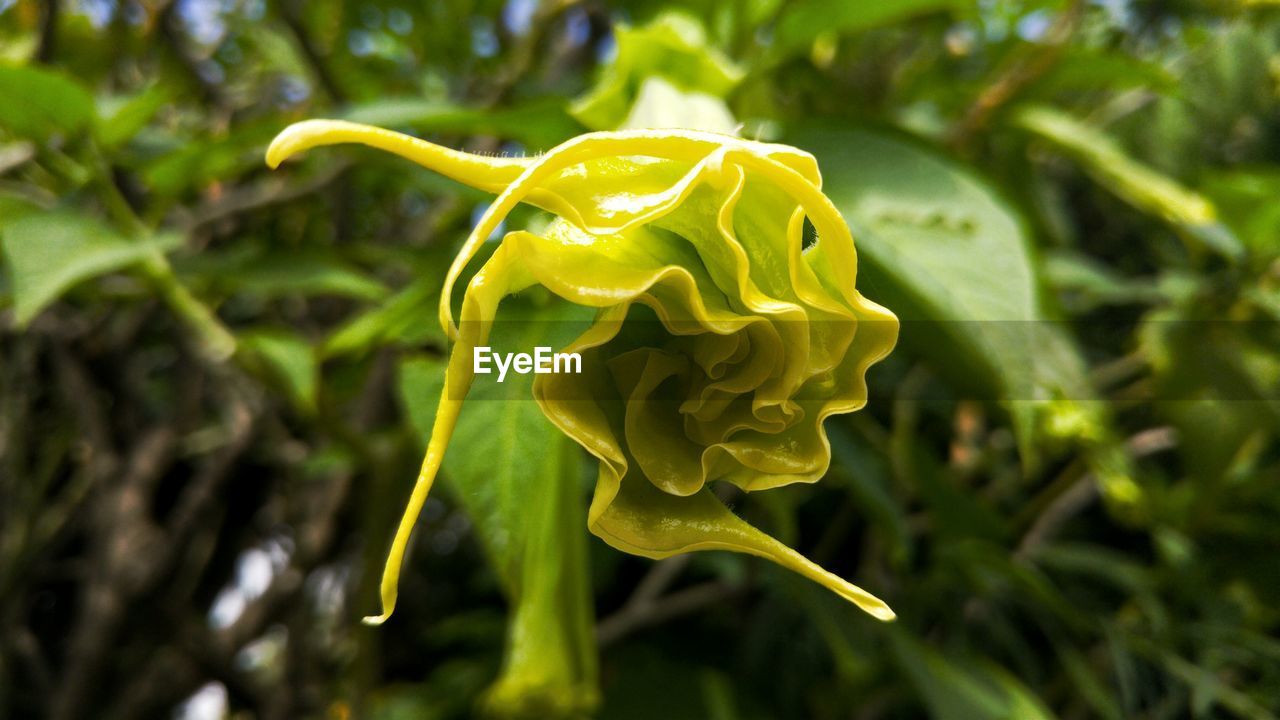 Close-up of flower