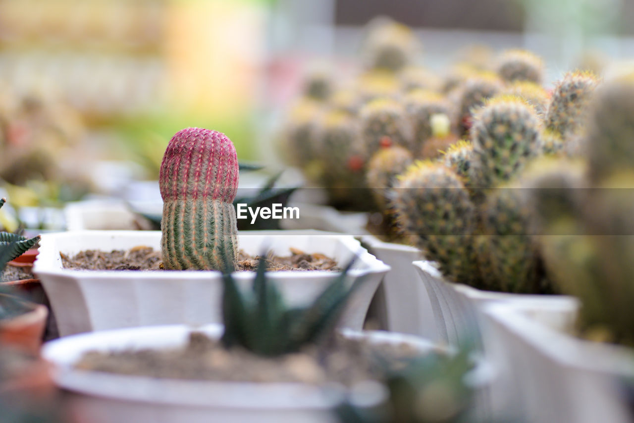 Close-up of potted cactus on table