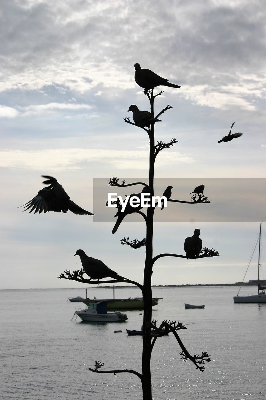 Birds perching on plant in lake against sky