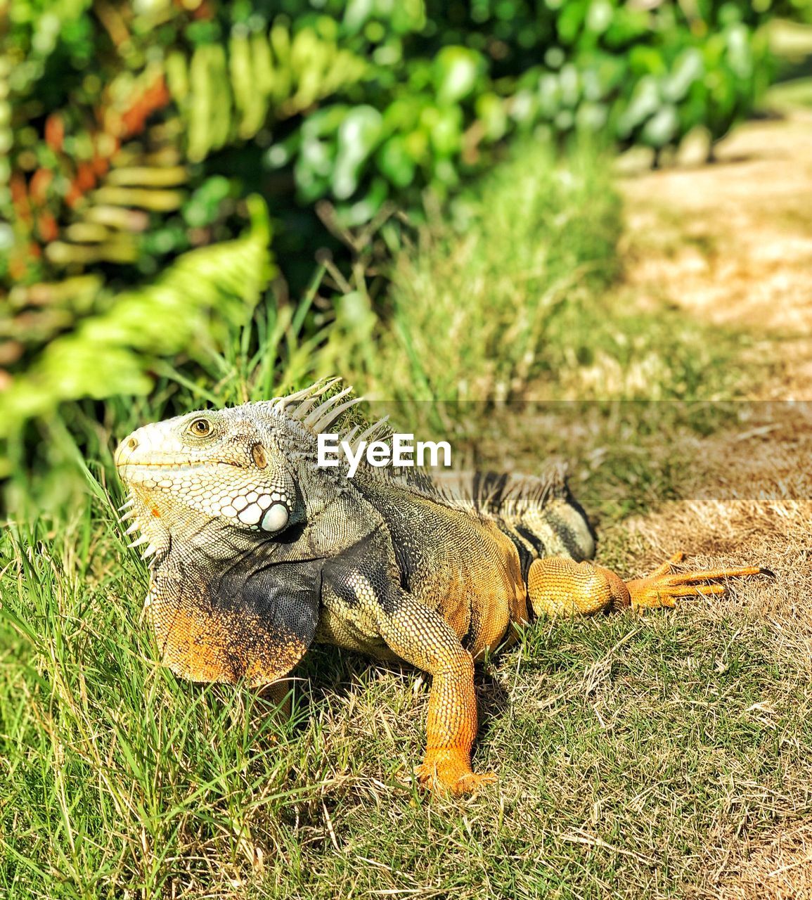 Close-up of an iguana on field