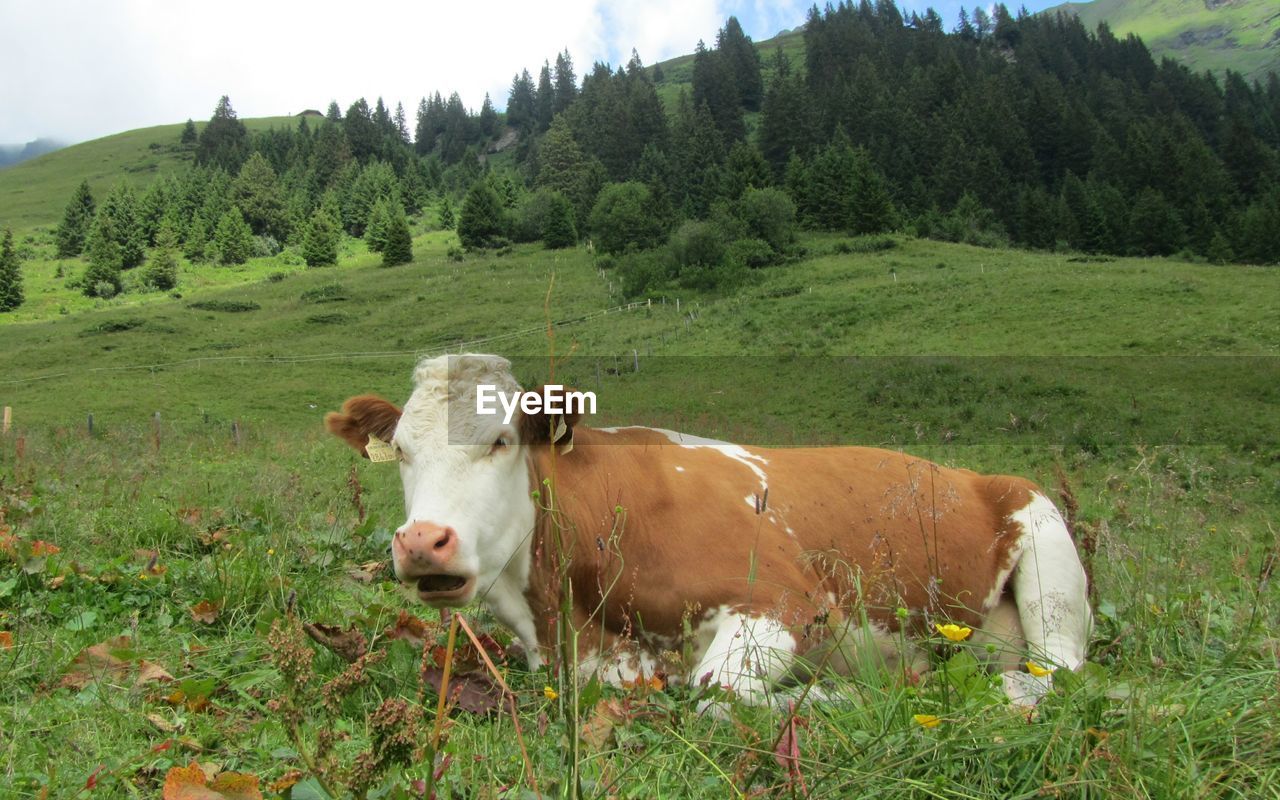 COW ON FIELD