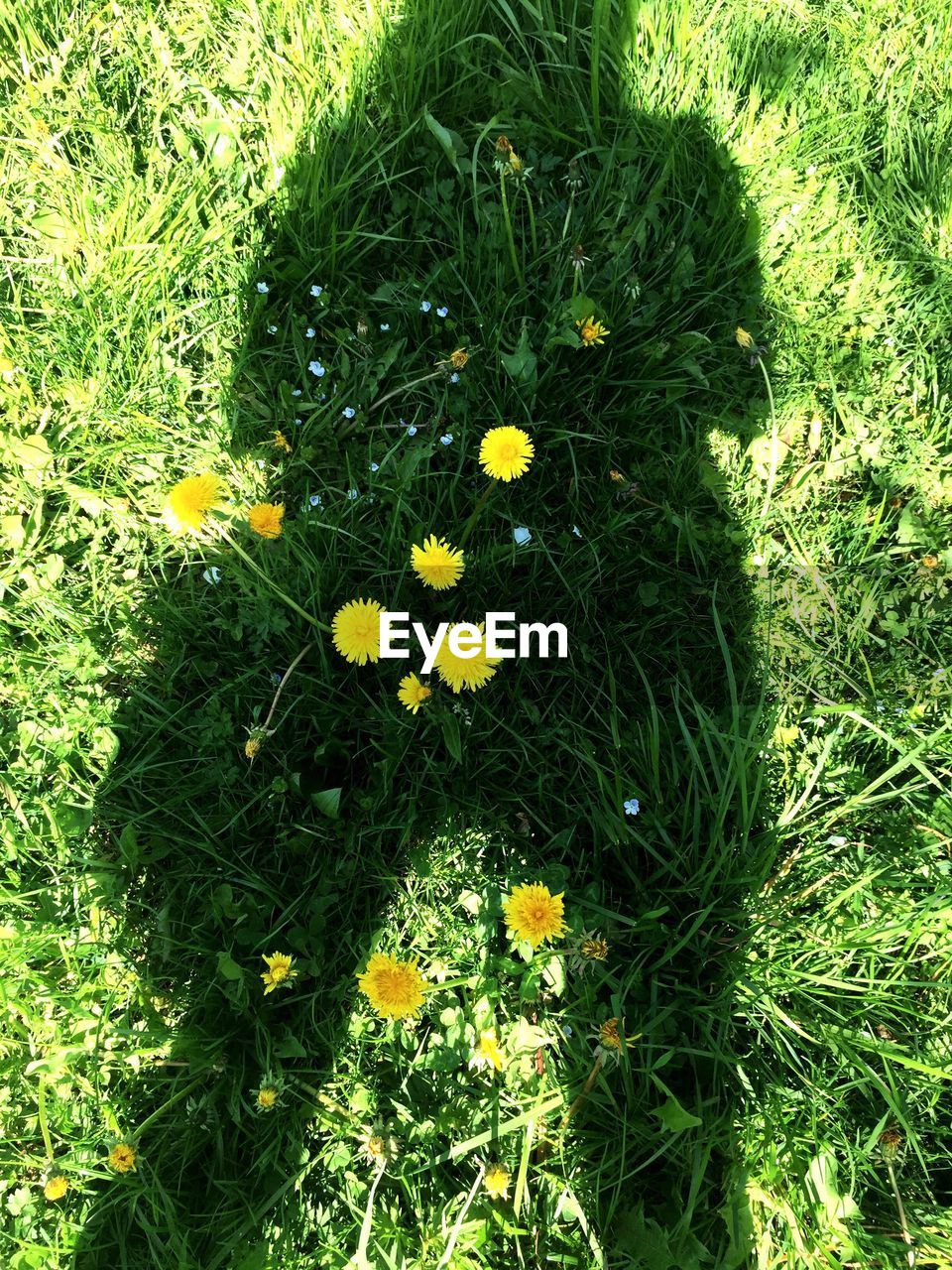 HIGH ANGLE VIEW OF YELLOW FLOWERS BLOOMING IN FIELD