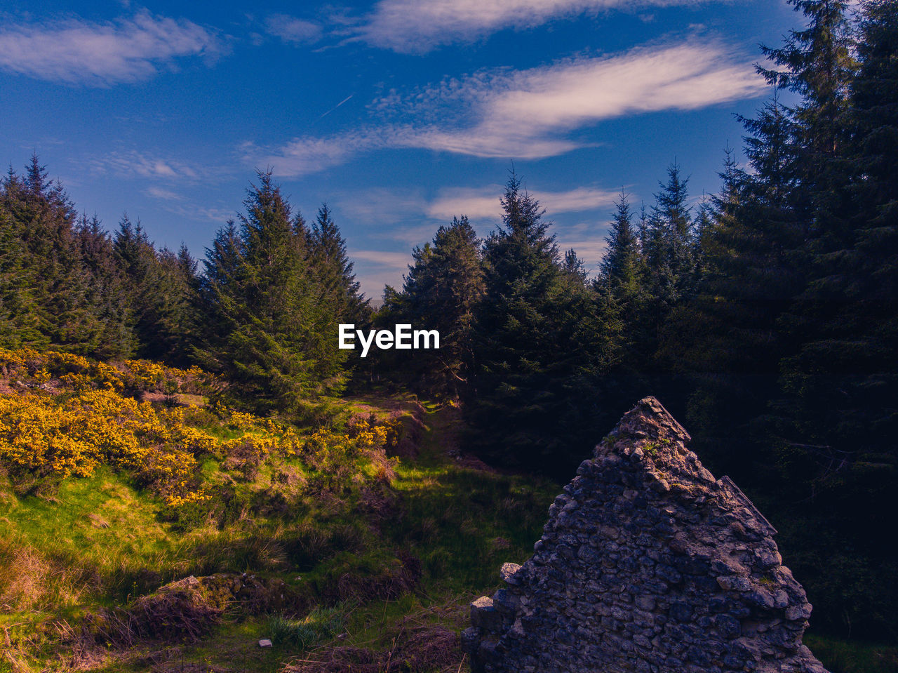 Trees in forest against sky during autumn