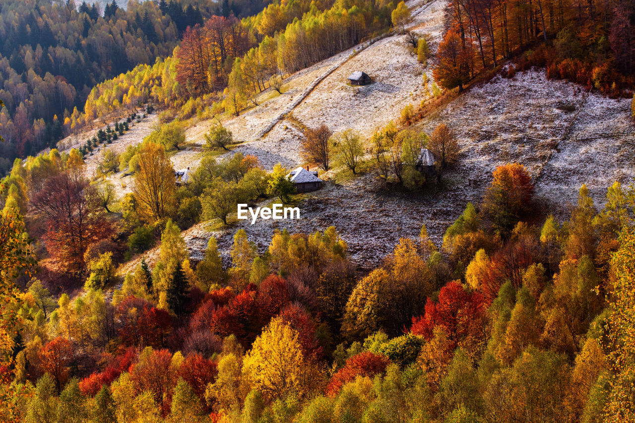 HIGH ANGLE VIEW OF PINE TREES