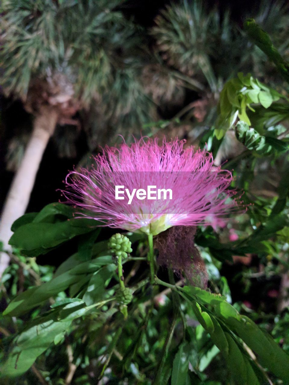 CLOSE-UP OF PINK FLOWER AND PURPLE FLOWERING PLANT