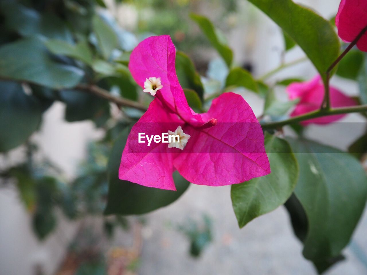 CLOSE-UP OF FRESH PINK BOUGAINVILLEA BLOOMING OUTDOORS