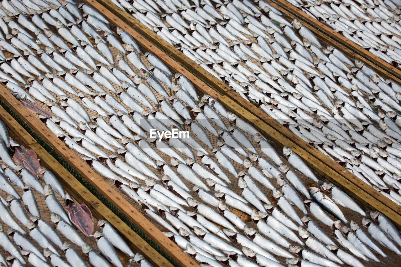 Full frame shot of fishes drying outdoors