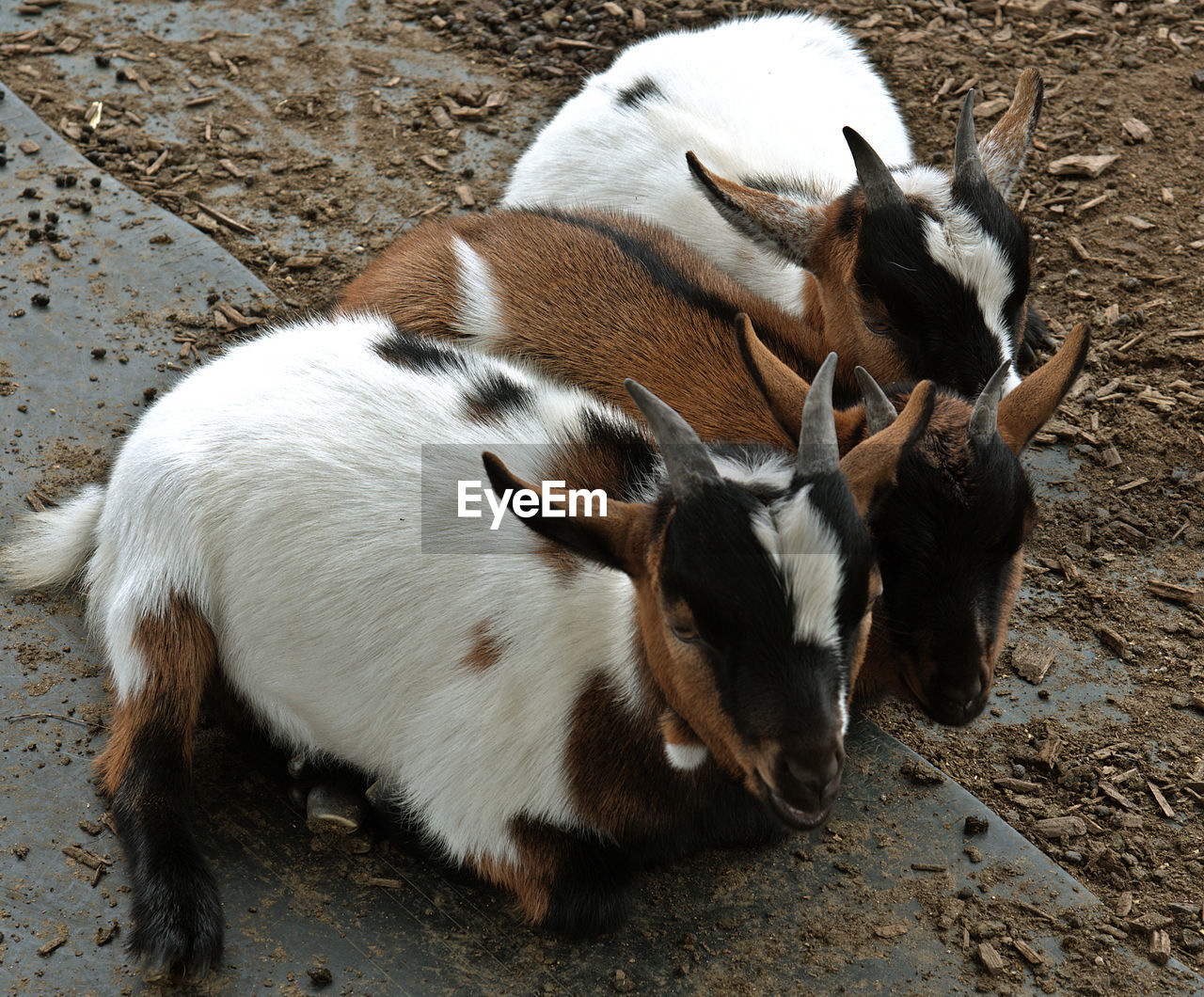 HIGH ANGLE VIEW OF GOAT ON FIELD