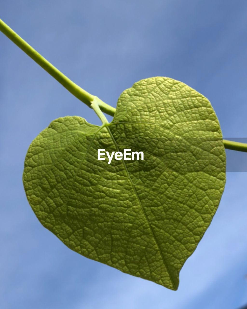 Close-up of green leaves against sky